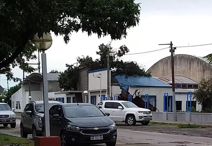 cef el trebol