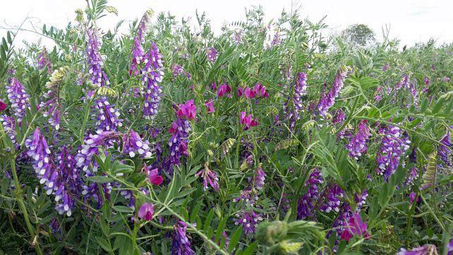 a vicia cultivosserviciojpg