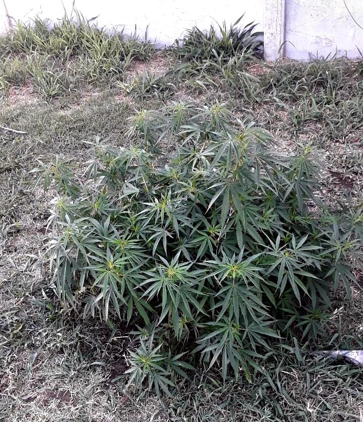 policia marihuana barrio nuev