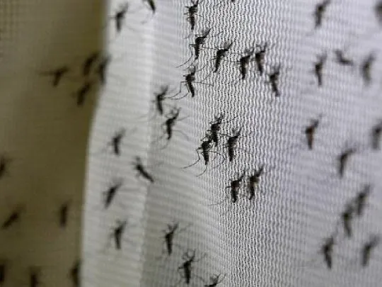 mosquito-charquero-aedes-albifasciatusjpg
