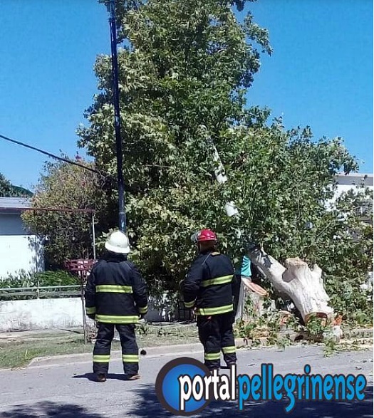 arbol completo