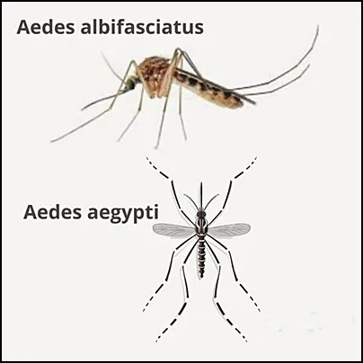 mosquitos