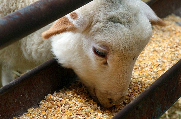 oveja-comiendo-maizysoja[3386]