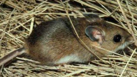 raton maicero