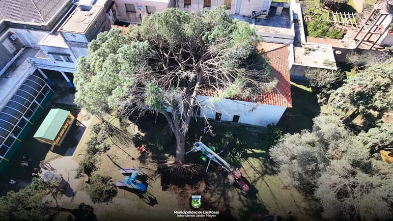 colegio arbol caido (1)