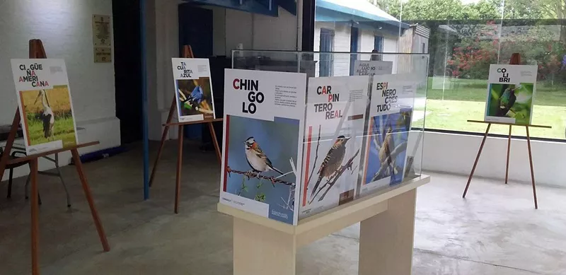 pajaros