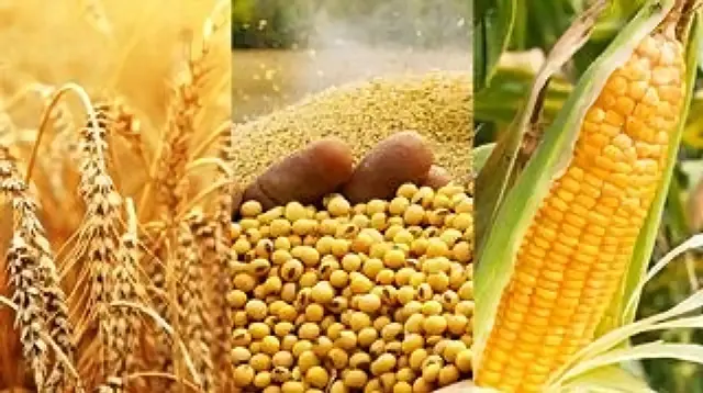 0001_Imagen_de_referencia-30-10-2024 (1esta)