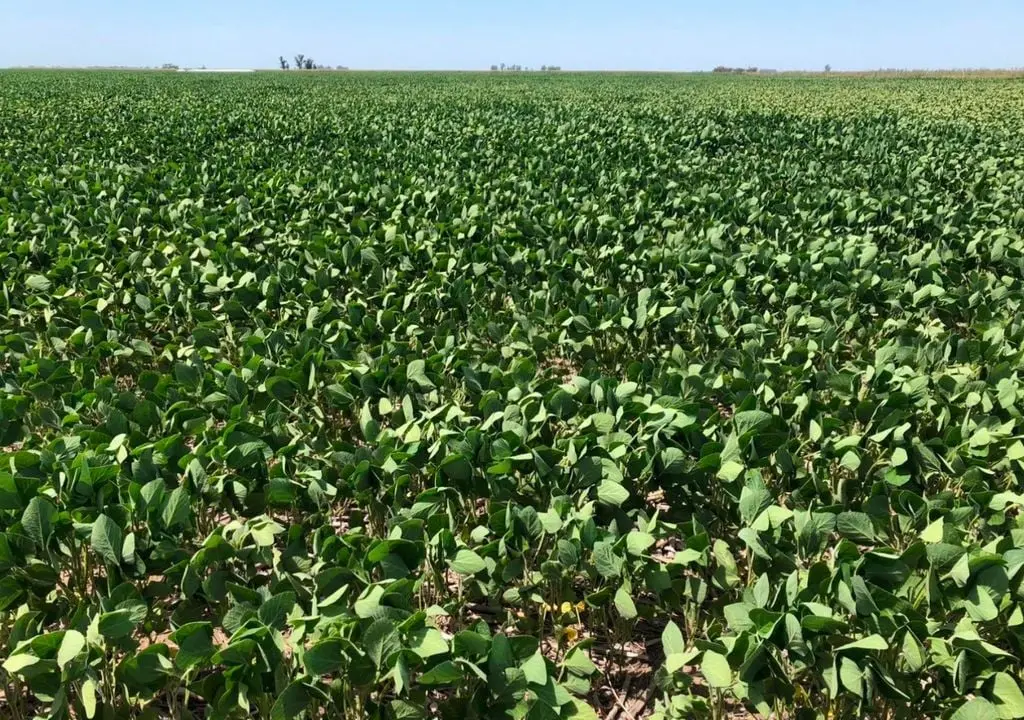 sequia-en-el-agro-las-lluvias-del-fin-de-semana-podrian-ser-clave-para-sostener-los-rendimientos-en-soja-y-maiz-1737121541983_1024