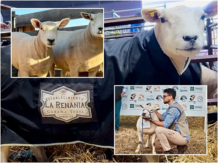 texel renania