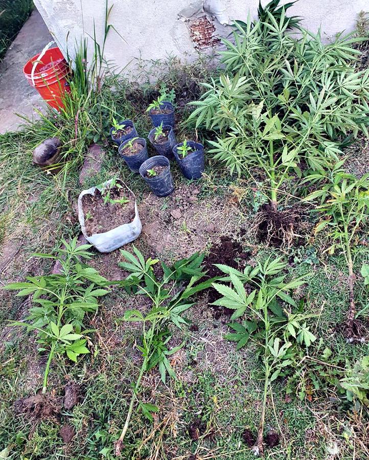 plantas de marihuana