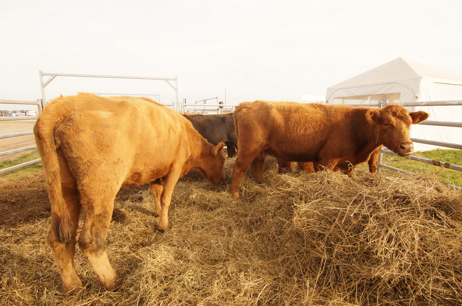 DSC01353_redimensionar