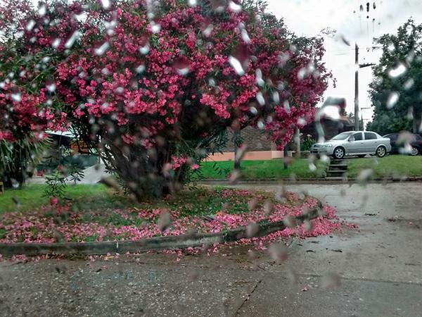 llueve-vidrio-flores.jpeg