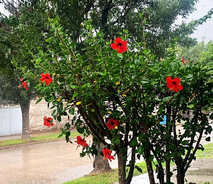 lluvia flores