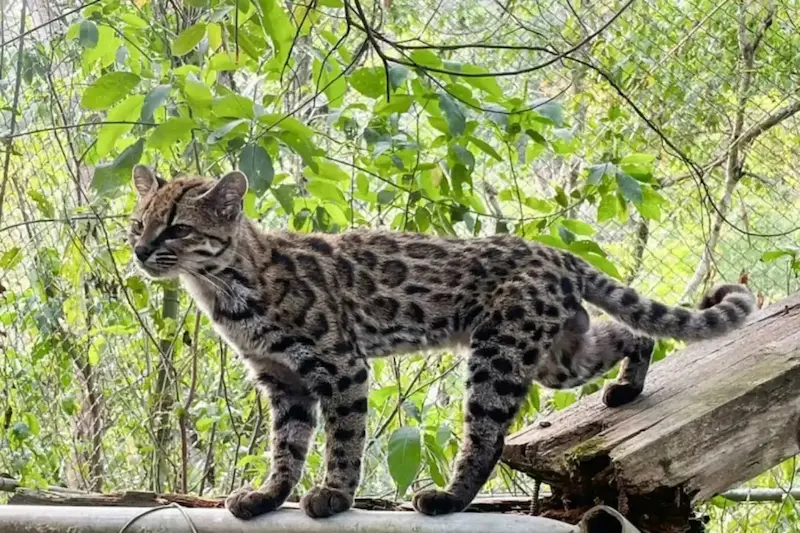 hallazgo-nuevo-gato-tilcayo (1)