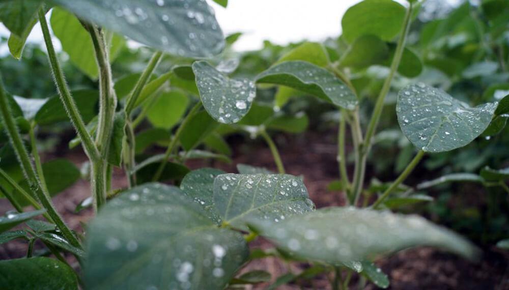 soja-campo-lluvia-rindes-infocampo