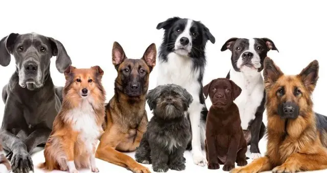 razas de perros