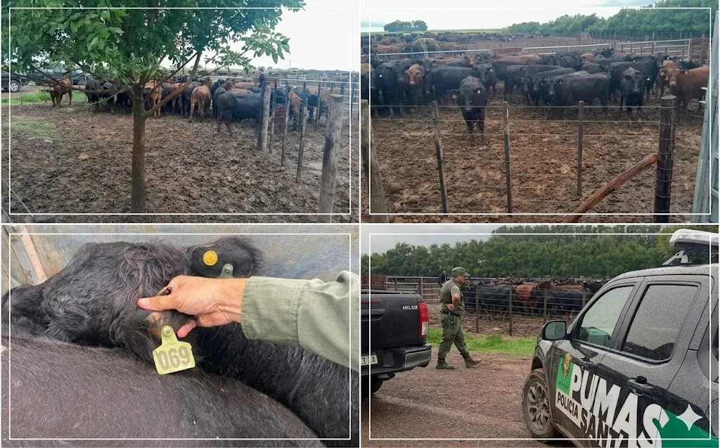 los pumas chabas ajuste