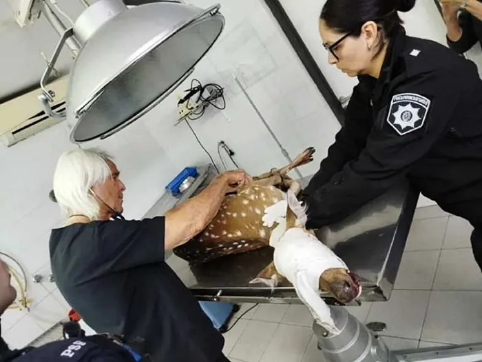 ciervo-planta-1-768x576