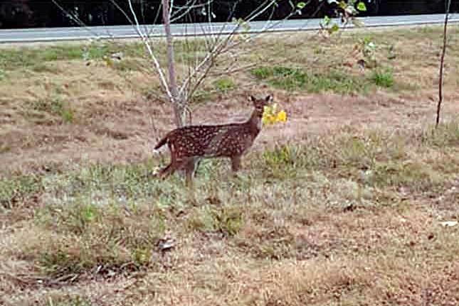 bambi-main