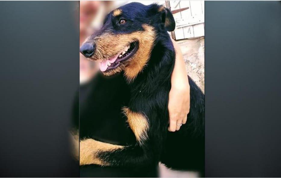 perro