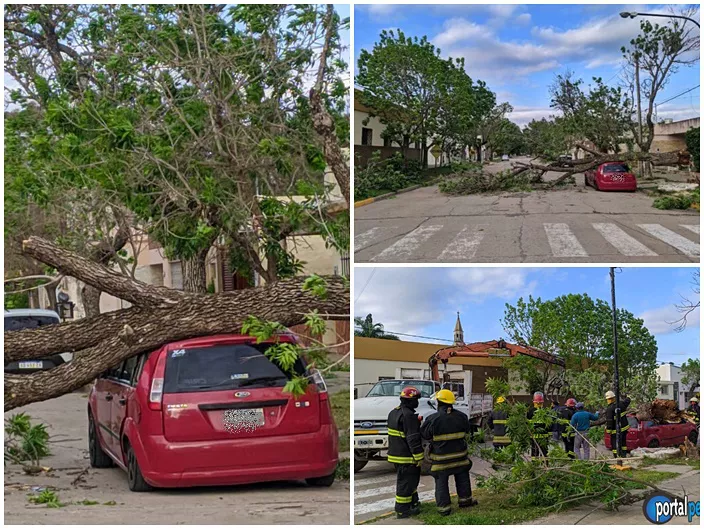 viento arbol bomb2